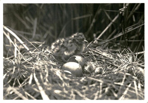 Nest mit Jungen, Lachmöven Vorderseite