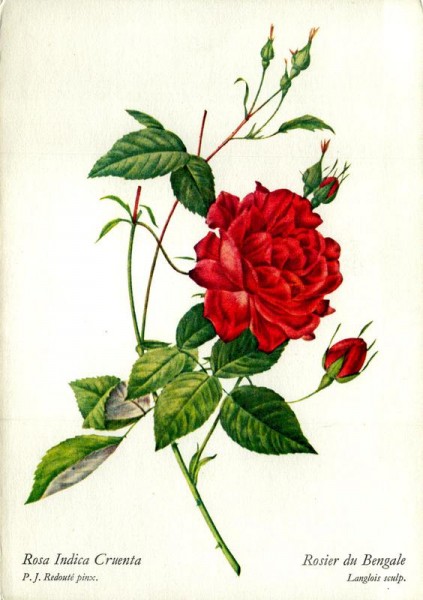 Rosier du Bengale Vorderseite