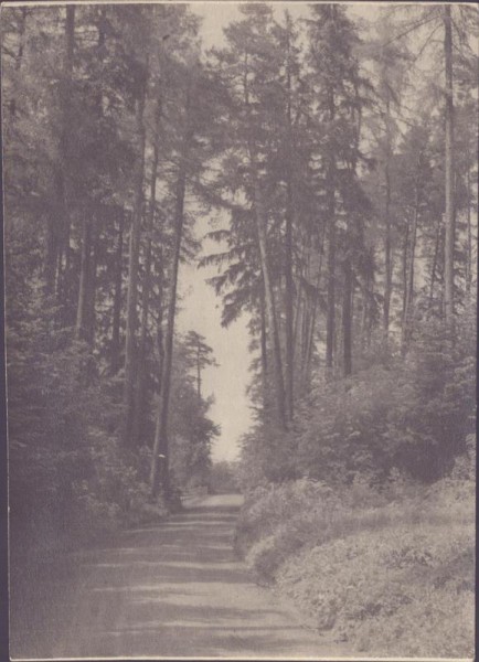 unbekannter Waldweg Vorderseite