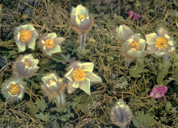 Pelzanemonen Vorderseite