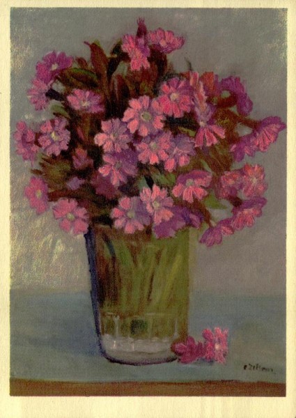 Rote Waldnelke Vorderseite