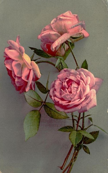 rosa Rosen Vorderseite