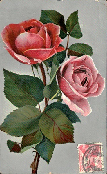 Rosen Vorderseite