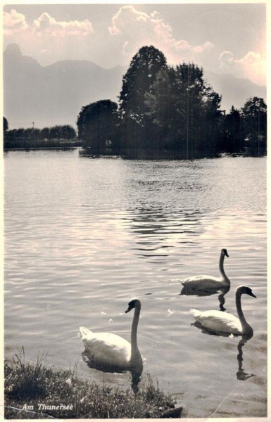 Thunersee Vorderseite