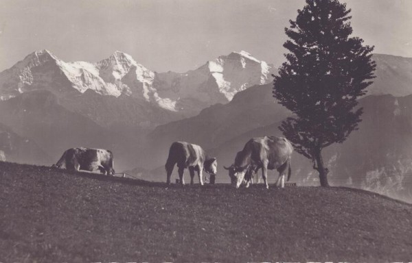 Alpweide mit Eiger, Mönch und Jungfrau Vorderseite
