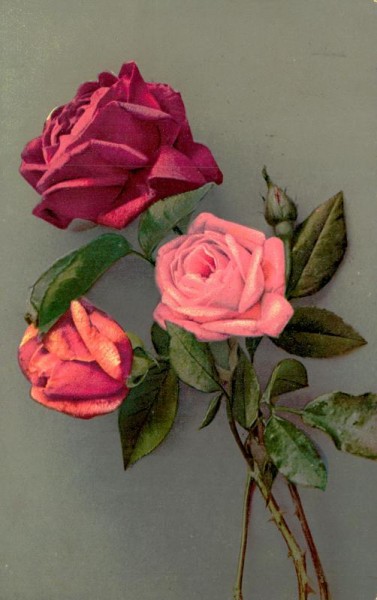 Rosa Rosen Vorderseite