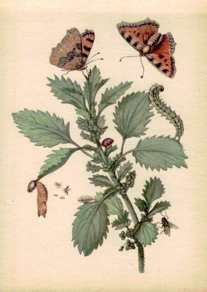 Maria Sibylla Merian (1647-1717): Brennessel mit Kleinem Fuchs und Raupenfliege Vorderseite