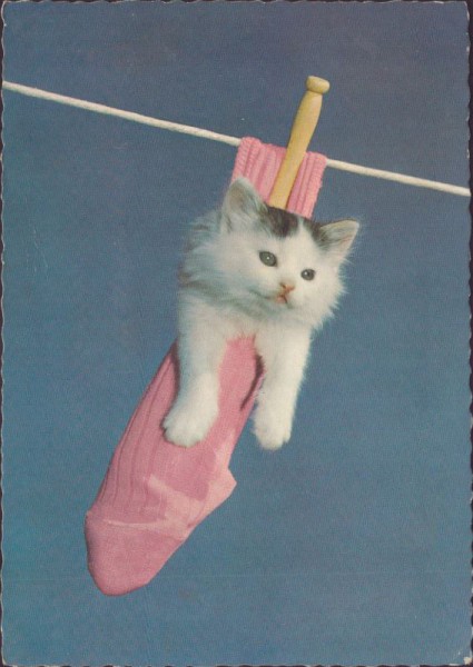 Katze im Socken