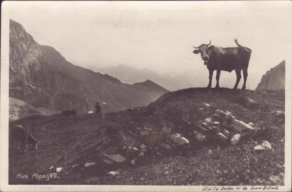 aux alpages, Kuh auf der Alp Vorderseite