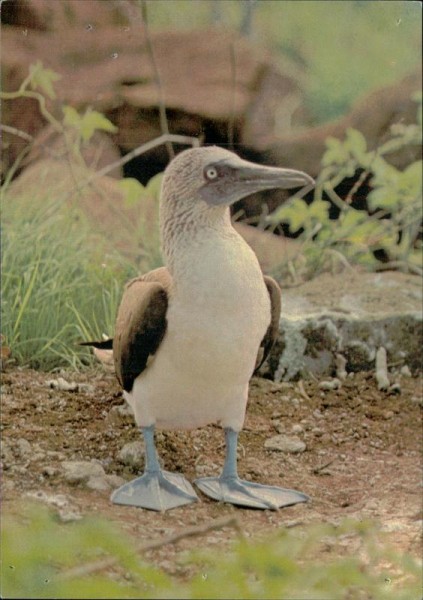 Vogel Vorderseite