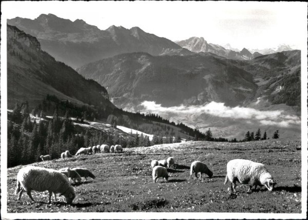 Obertoggenburg Vorderseite