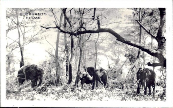Elephants Sudan Vorderseite
