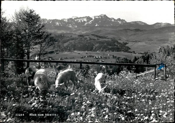 Blick zum Säntis Vorderseite