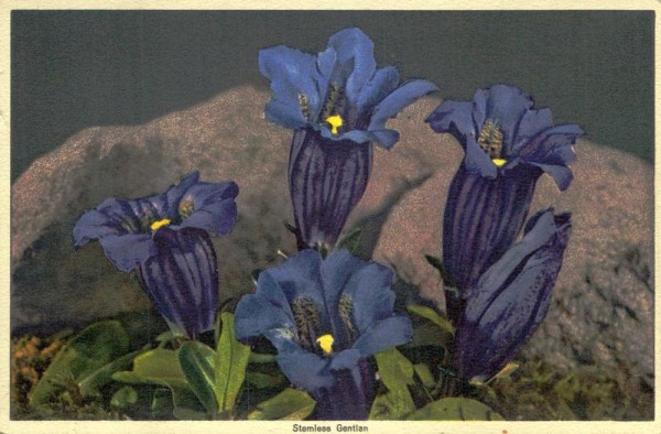 Stengelloser Enzian Vorderseite