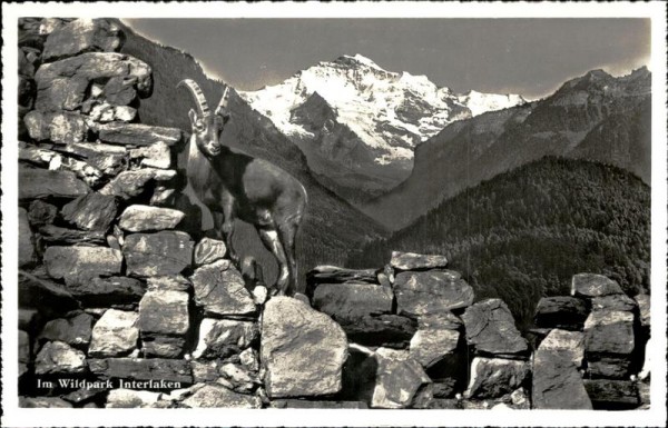 Im Wildpark Interlaken Vorderseite