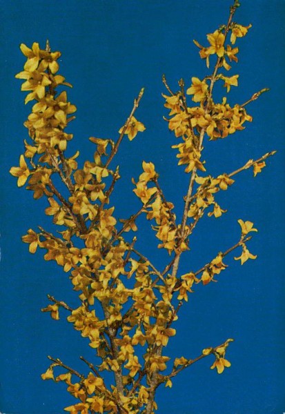 Forsythia Vorderseite