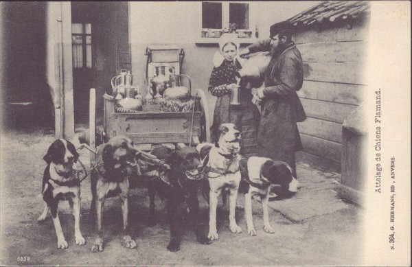 flämische Hunde