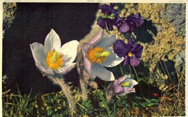 Pelzanemone und Veilchen Vorderseite