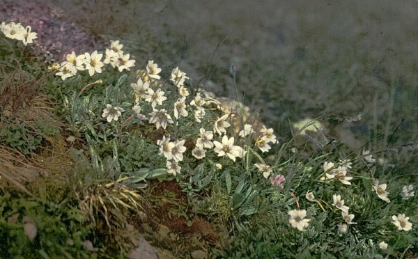 Silberwurz Vorderseite