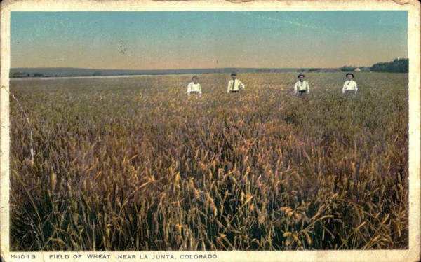 Field of Wheat, Near La Junta, Colorado Vorderseite