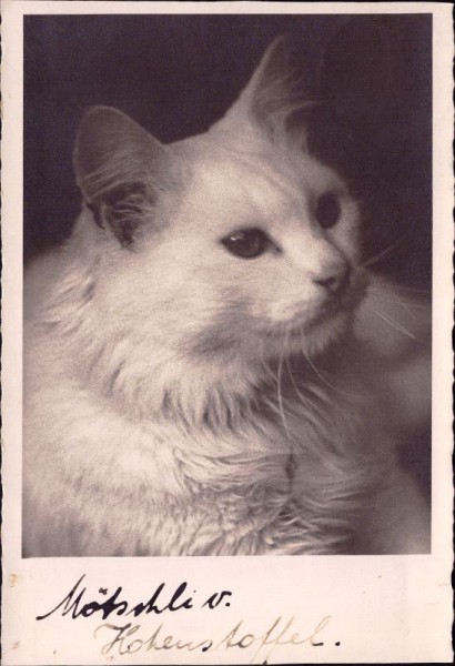 Katze