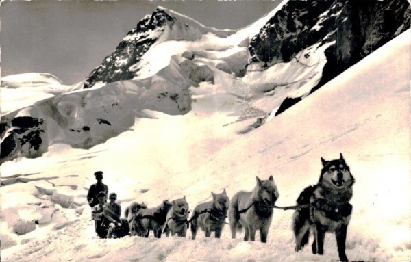 Polarhunde auf dem Jungfraujoch Vorderseite