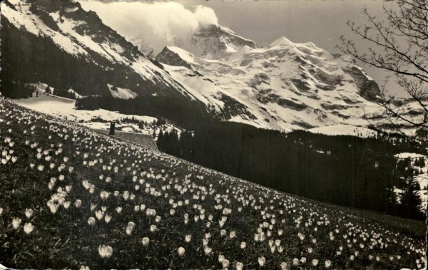 Krokuswiese im Berner Oberland, Jungfrau Vorderseite