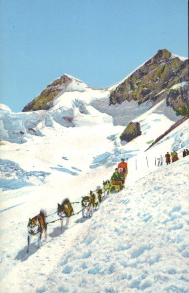 Jungfraujoch Polarhunde