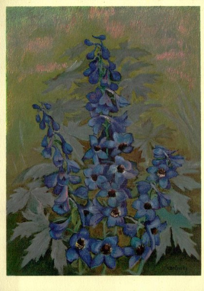 Hoher Rittersporn Vorderseite