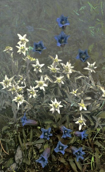 Gentiana acaulis Vorderseite