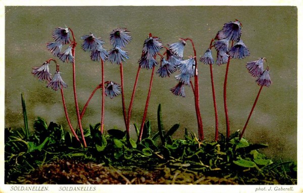 Soldanellen Vorderseite