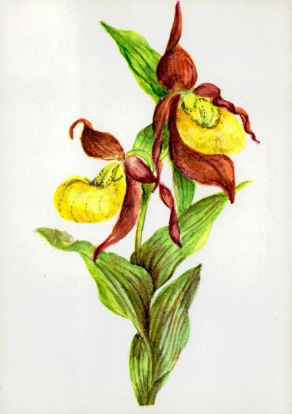 Frauenschuh Vorderseite