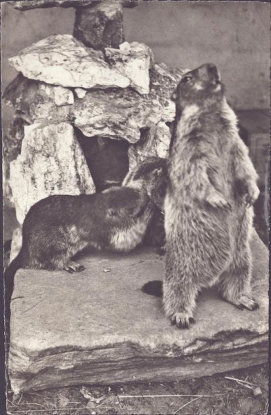 Marmottes, Murmeltiere, Munggen Vorderseite