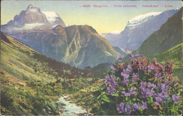 Bergviola, Heidekraut