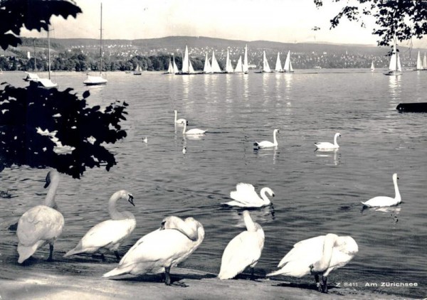 Am Zürichsee. Schwäne Vorderseite