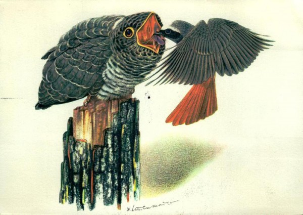 Kuckuck, W. Linsenmaier Vorderseite