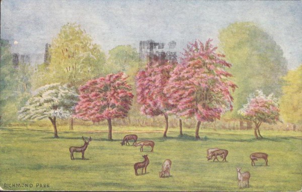 E.F.Bushby, Richmond Park, Surrey Vorderseite