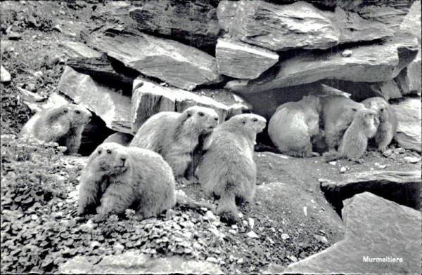 Murmeltiere Vorderseite