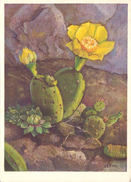 Cactaceae