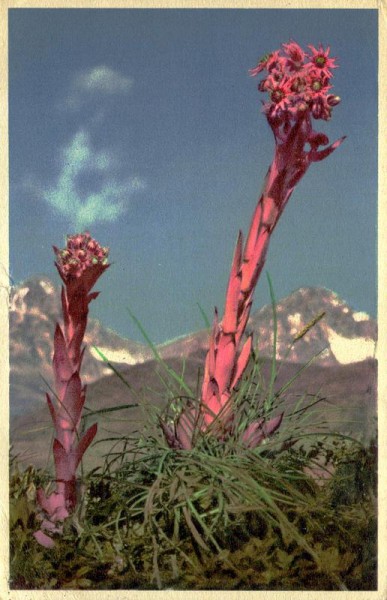 Hauswurz Vorderseite