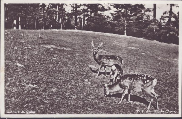 St. Gallen, Wildpark, Sika-Hirsche Vorderseite