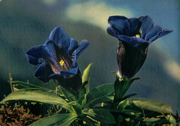 Stengelloser Enzian Vorderseite