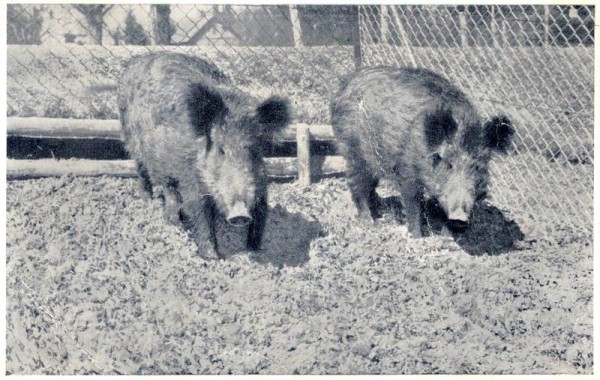 Wildpark Peter und Paul St.Gallen, Wildschweine Vorderseite
