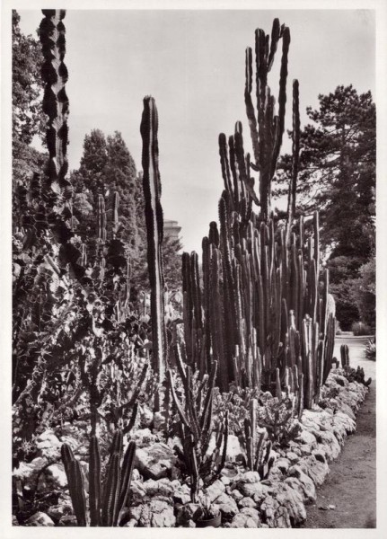 Sukkelente Euphorbia-Arten und Cactaceen, Botanischer Garten der Universität Zürich Vorderseite