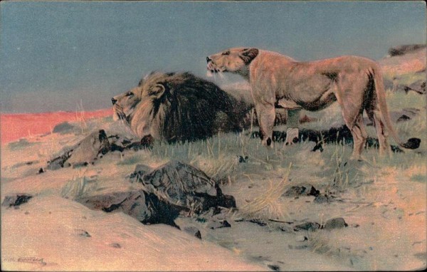 Kuhnert Wilhelm, Beute spähende Löwen Vorderseite