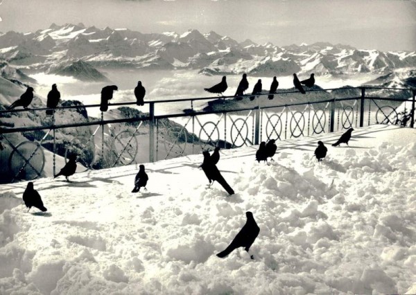 Pilatus-Kulm. Alpendohlen mit Berneralpen Vorderseite