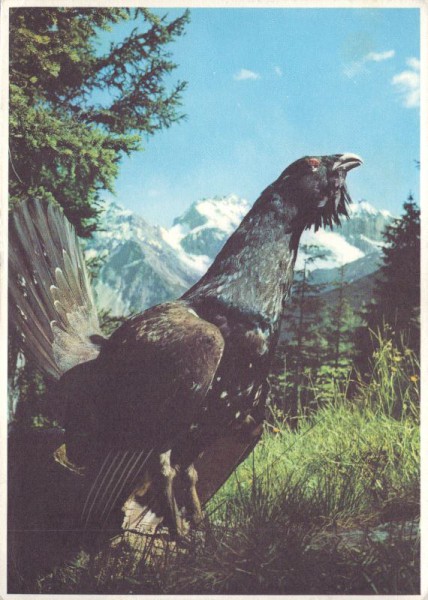 Auerhahn