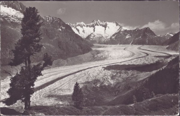 Aletschwald-Aletschgletscher bei Riederalp ob Mörel