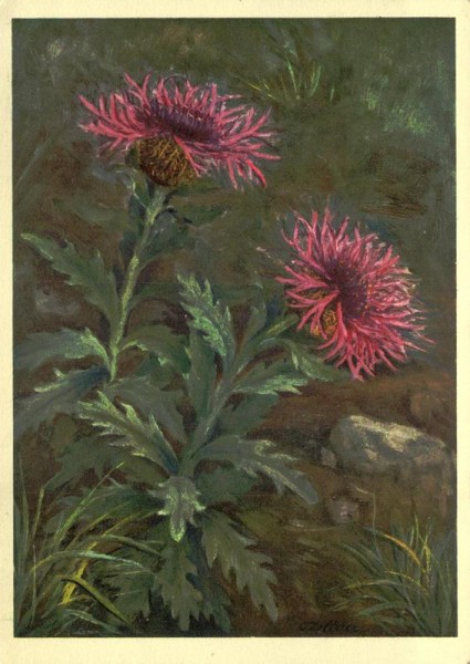 Nervige Flockenblume Vorderseite