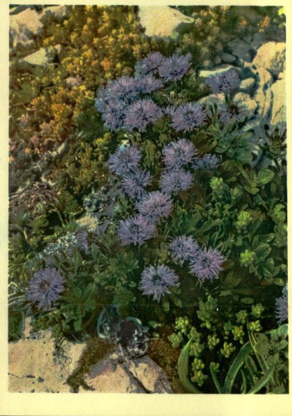 Herzblättrige Kugelblume Vorderseite